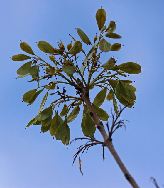 Singleleaf ash
