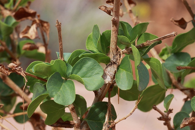 Singleleaf ash