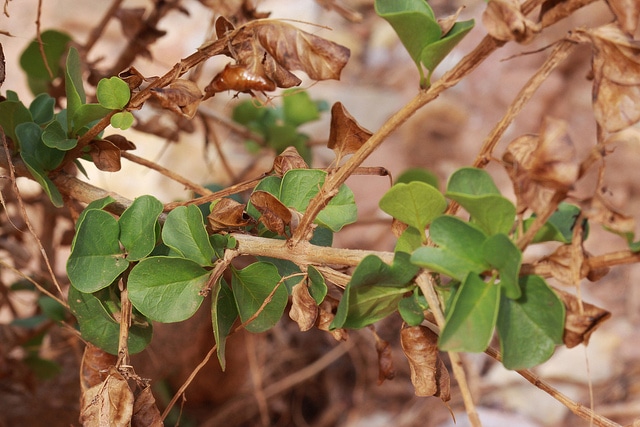 Singleleaf ash (Fraxinus anomala)