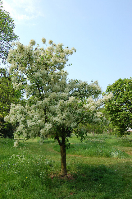 Fraxinus bungeana