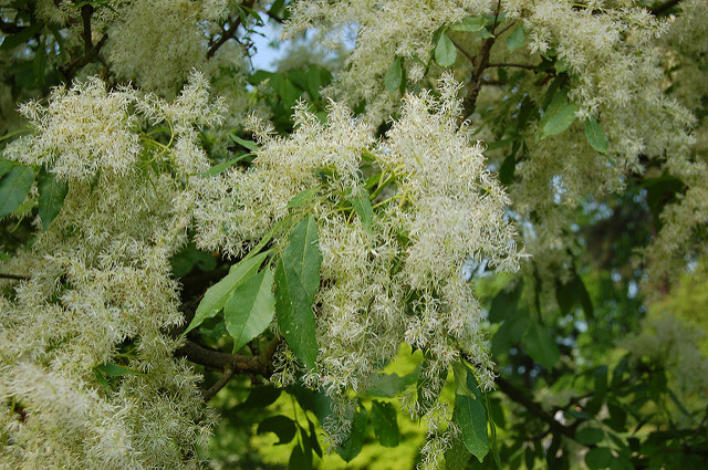 Fraxinus bungeana (Fraxinus bungeana)