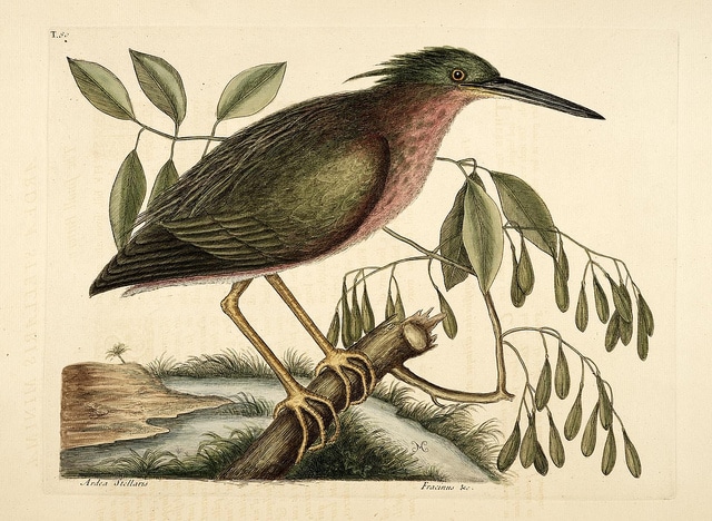 Frêne de caroline (Fraxinus caroliniana)