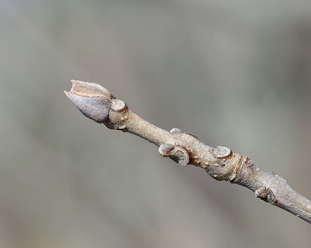 Frêne de chine (Fraxinus chinensis)