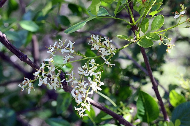 Frêne californien (Fraxinus dipetala)
