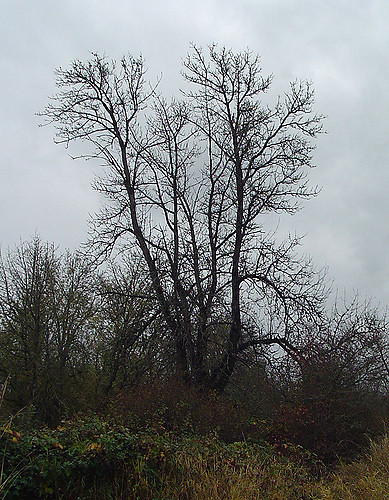 Fraxinus latifolia