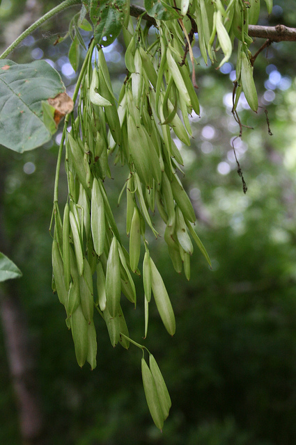 Fraxinus latifolia