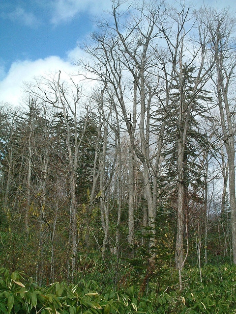 Frêne de mandchourie (Fraxinus mandshurica)