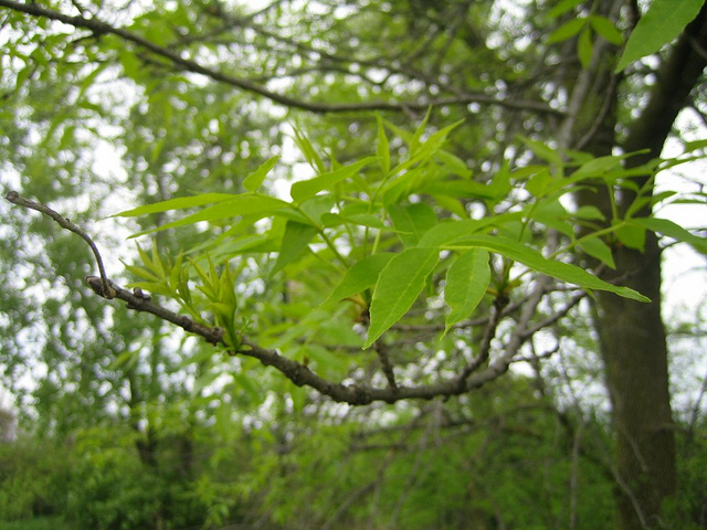 Frêne noir (Fraxinus nigra)