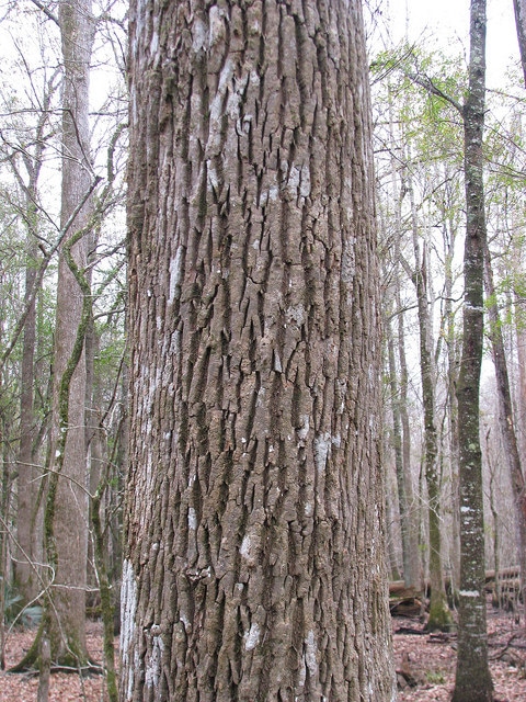 Fraxinus profunda (Fraxinus profunda)