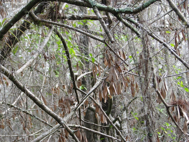 Fraxinus profunda