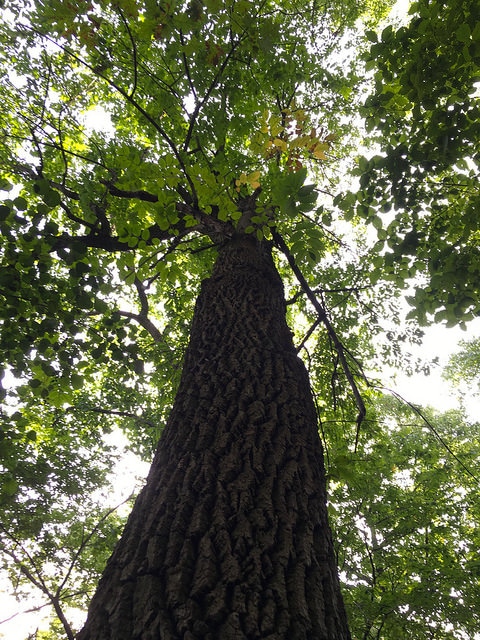 Fraxinus profunda
