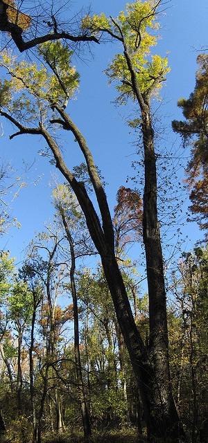 Fraxinus profunda