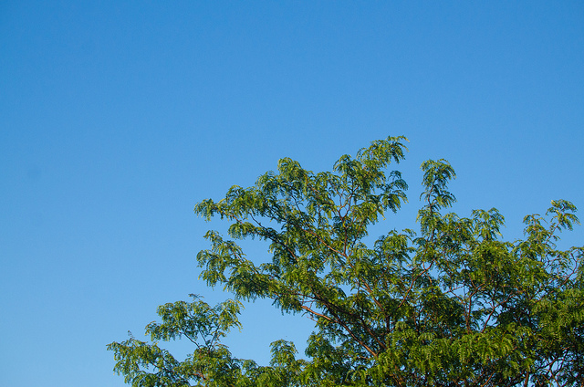 Frêne bleu (Fraxinus quadrangulata)