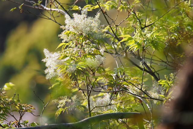 Frêne à fleurs japonais