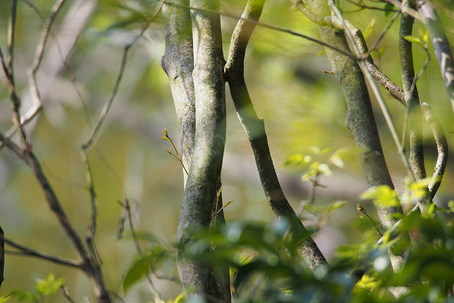 Frêne à fleurs japonais