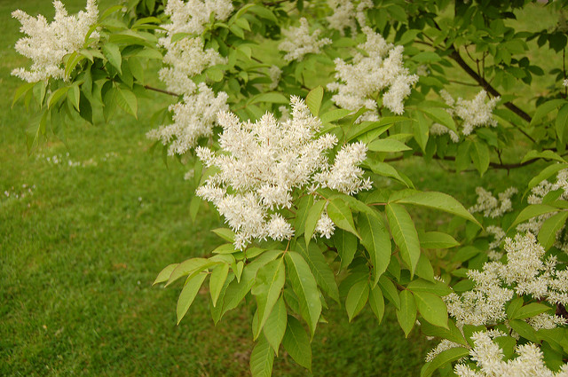 Frêne à fleurs japonais