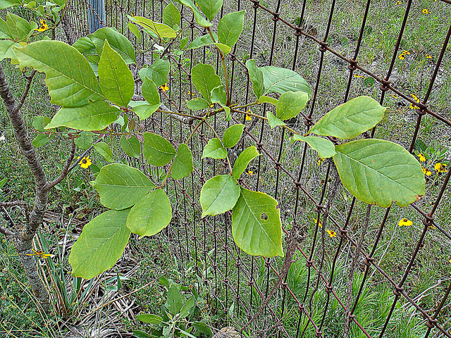 Fraxinus texensis (Fraxinus texensis)