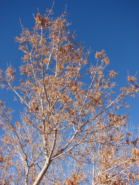 Fraxinus velutina