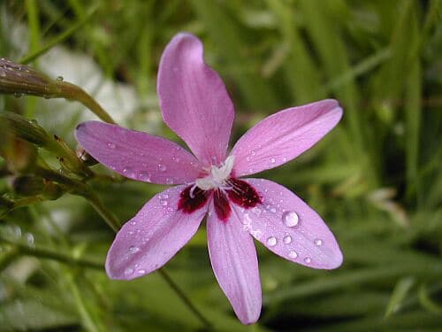 Freesia grandiflora (Freesia grandiflora)