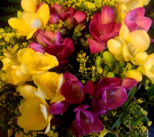 Freesia refracta (Freesia refracta)