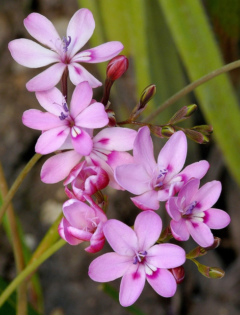 Freesia verrucosa