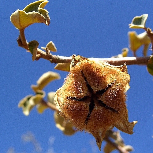 Fremontodendron californicum