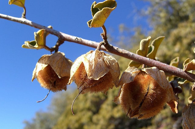 Fremontodendron californicum