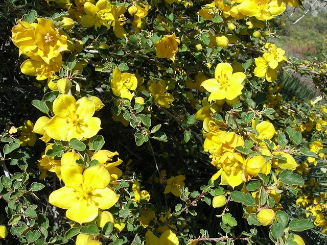 Fremontodendron californicum