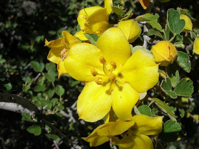 Fremontodendron californicum