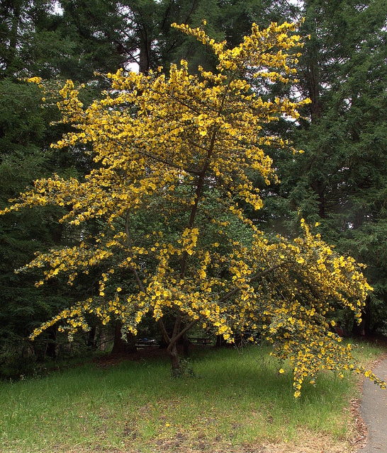 Fremontodendron californicum