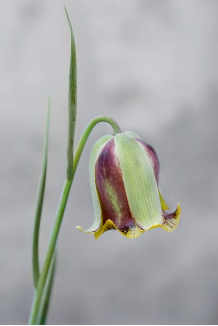 Fritillaria acmopetala (Fritillaria acmopetala)