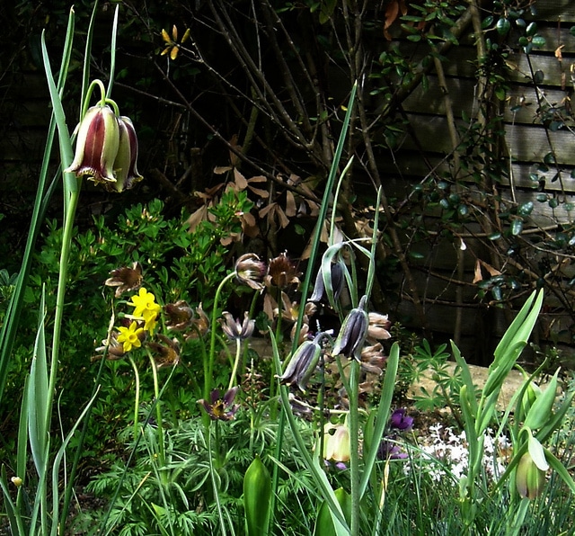 Fritillaria acmopetala