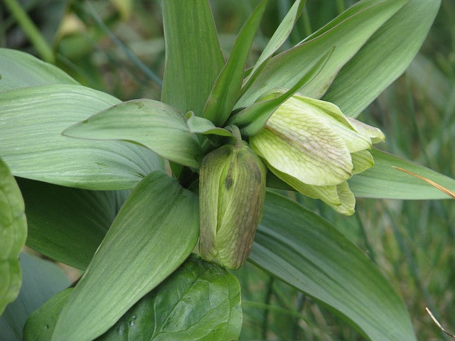 Fritillaria acmopetala