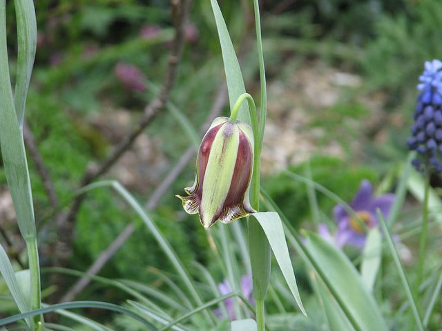Fritillaria acmopetala