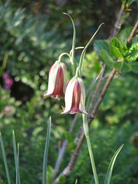 Fritillaria acmopetala