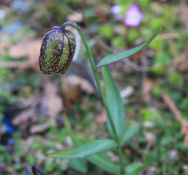 Fritillaria affinis