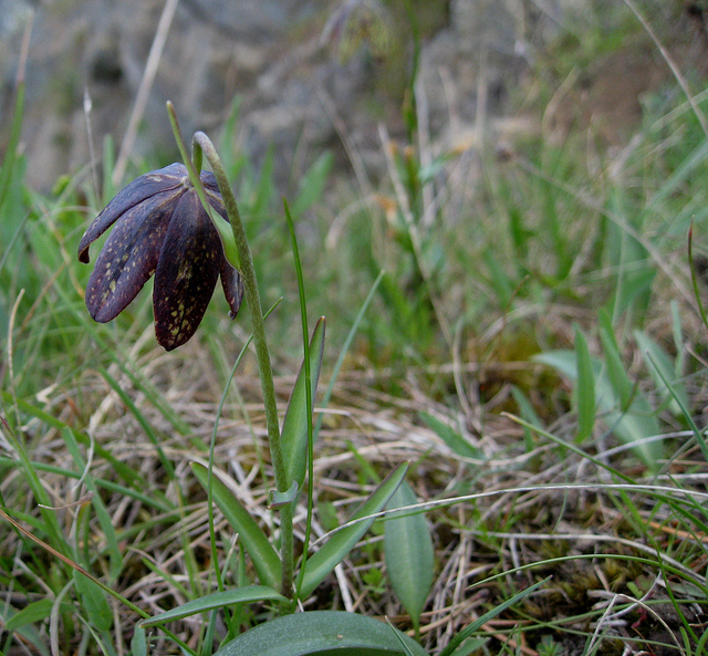Fritillaria affinis