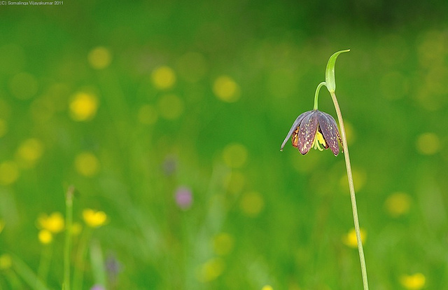 Fritillaria affinis