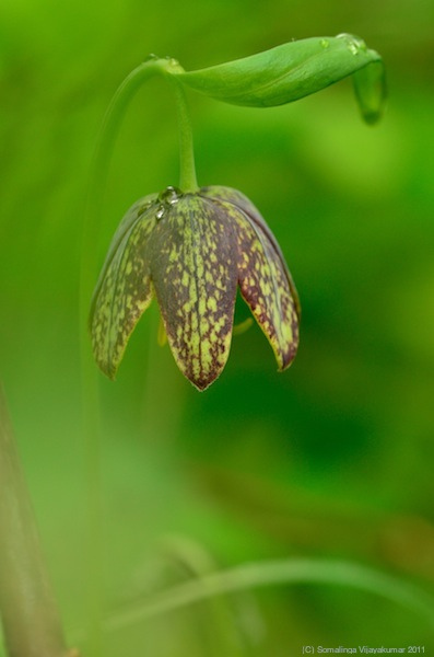 Fritillaria affinis