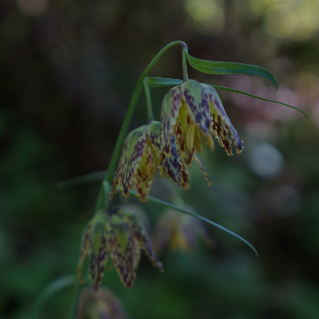 Fritillaria affinis