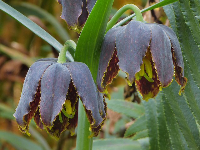 Fritillaria affinis (Fritillaria affinis)