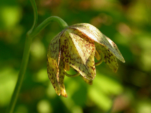 Fritillaria atropurpurea