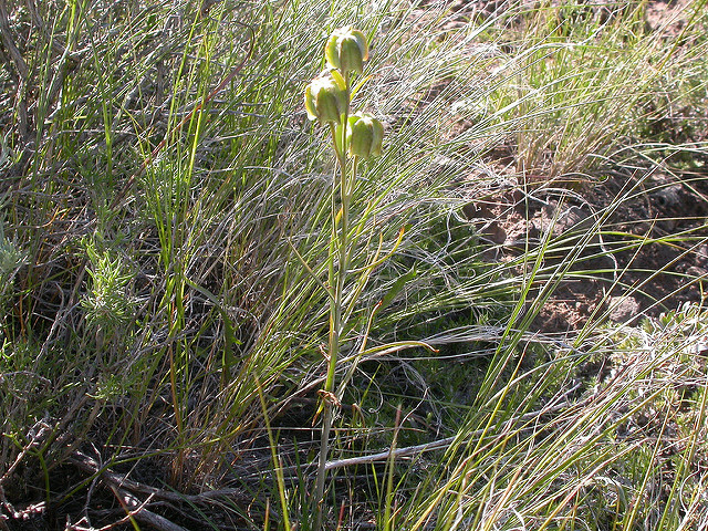 Fritillaria atropurpurea