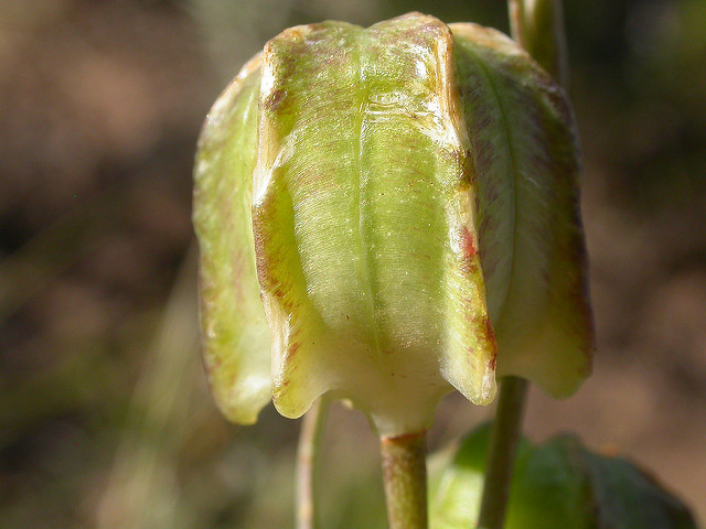 Fritillaria atropurpurea