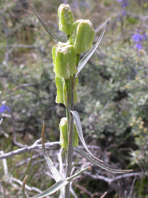 Fritillaria atropurpurea