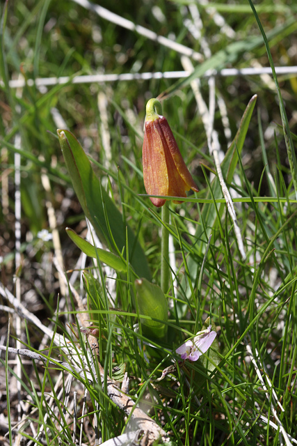 Fritillaria atropurpurea
