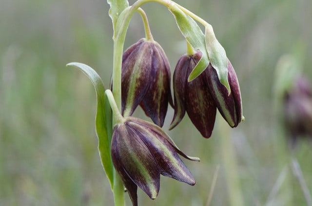 Fritillaria biflora