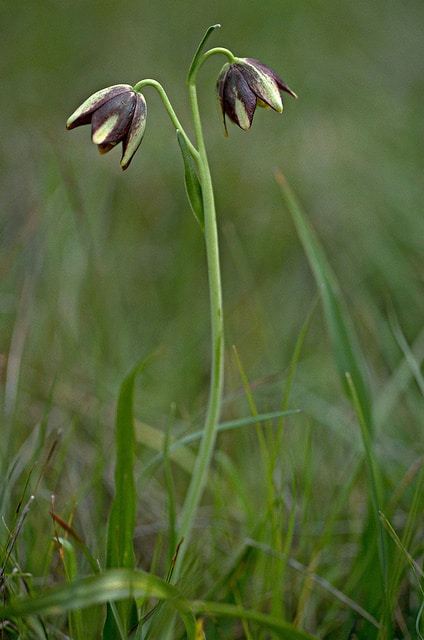Fritillaria biflora