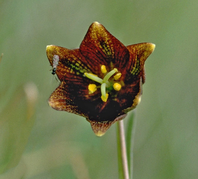 Fritillaria biflora