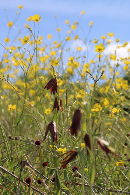 Fritillaria biflora